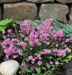 10x Grauheide Rosita - Erica Cinerea