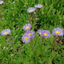 Feinstrahlaster Mrs. E.H. Beale - Erigeron Hybrid