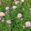 Feinstrahlaster Rosa Juwel - Erigeron Hybrid -NR-01 Verkäufe Erigeron Hybrid Rosa Juwel