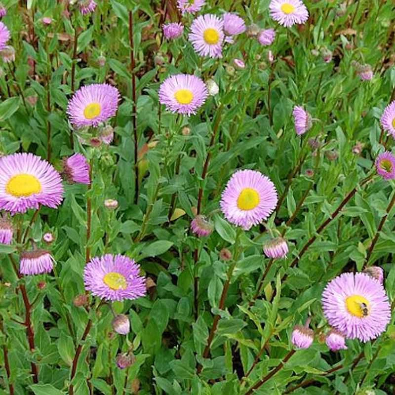 Feinstrahlaster Rosa Juwel - Erigeron Hybrid 3 Feinstrahlaster Rosa Juwel - Erigeron Hybrid