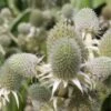 Agaven Edeldistel - Eryngium Agavifolium -NR-01 Verkäufe Eryngium agavifolium
