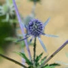 Blaue Edeldistel Blaukappe - Eryngium Planum 2 Blaue Edeldistel Blaukappe - Eryngium Planum -NR-01 Verkäufe Eryngium planumBlaukappe