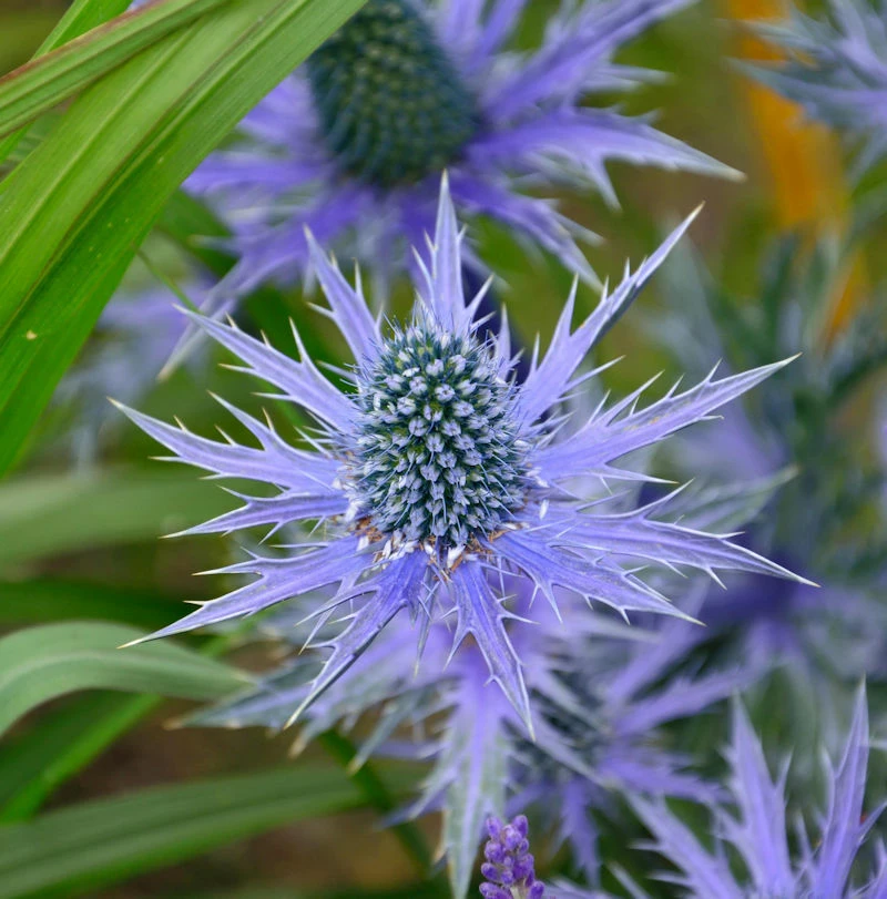 Garten-Mannstreu Big Blue - Eryngium Zabelii 3 Garten-Mannstreu Big Blue - Eryngium Zabelii