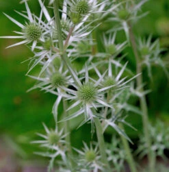 Buntlaubige Edeldistel - Eryngium Variifolium