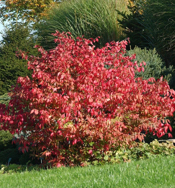 Flügel Spindelstrauch Korkflügelstrauch 30-40cm - Euonymus Alatus 3 Flügel Spindelstrauch Korkflügelstrauch 30-40cm - Euonymus Alatus