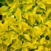 Goldbunte Kriechspindel Emerald Gold 15-20cm - Euonymus Fortunei 1 Goldbunte Kriechspindel Emerald Gold 15-20cm - Euonymus Fortunei -NR-01 Verkäufe Euonymus fortunei EmeraldGold