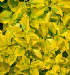 Goldbunte Kriechspindel Emerald Gold 15-20cm - Euonymus Fortunei