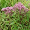 Wasserdost Baby Joe - Eupatorium Dubium 1 Wasserdost Baby Joe - Eupatorium Dubium -NR-01 Verkäufe Eupatorium dubium Baby Joe 1
