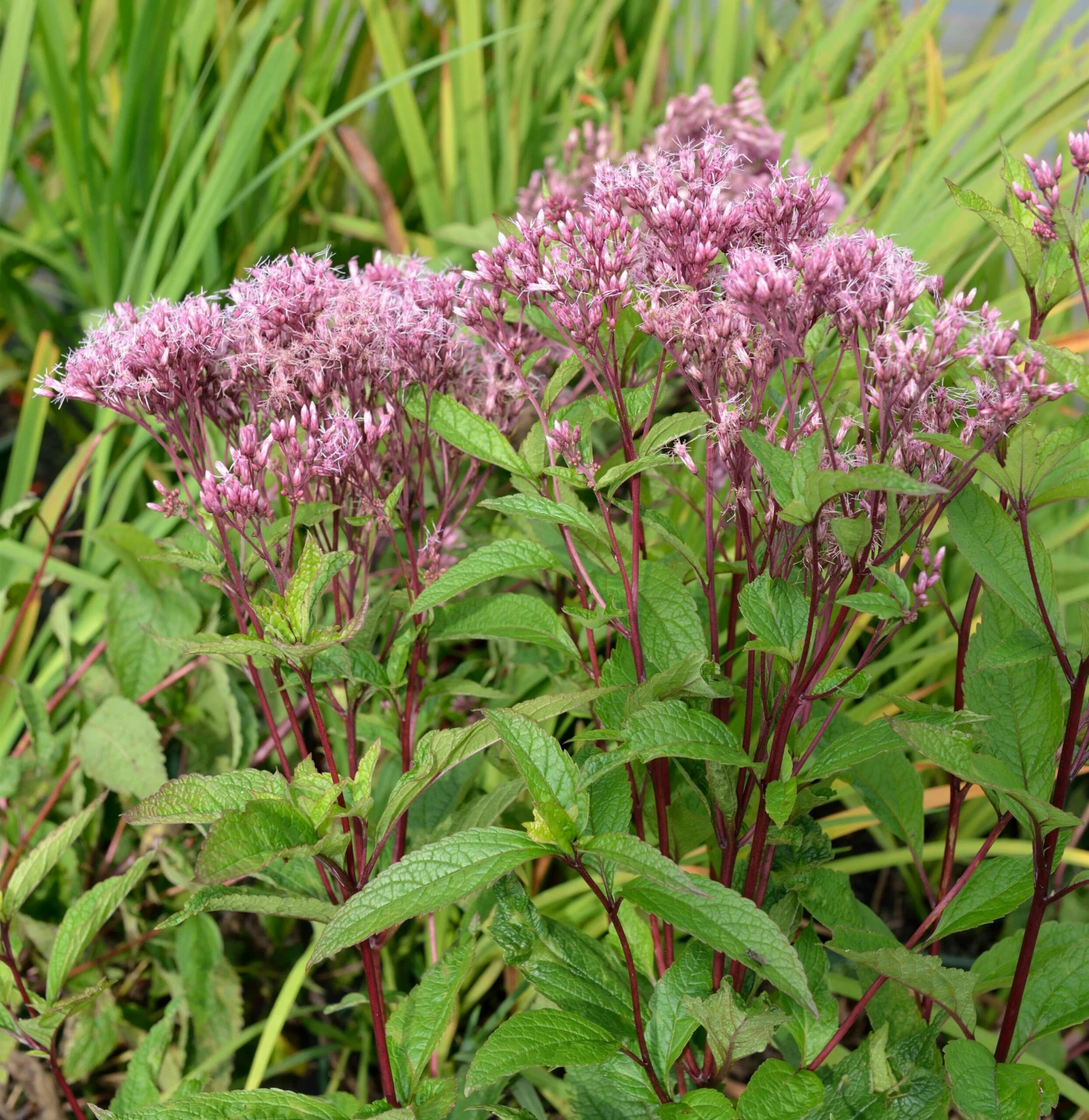 Wasserdost Baby Joe - Eupatorium Dubium 3 Wasserdost Baby Joe - Eupatorium Dubium