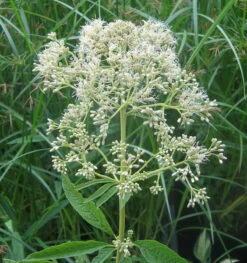 Wasserdost Bartered Bride - Eupatorium Fistulosum