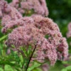 Wasserdost Rosarot - Eupatorium Fistulosum 2 Wasserdost Rosarot - Eupatorium Fistulosum -NR-01 Verkäufe Eupatorium fistulosumAtropurpureum