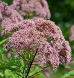 Wasserdost Rosarot - Eupatorium Fistulosum