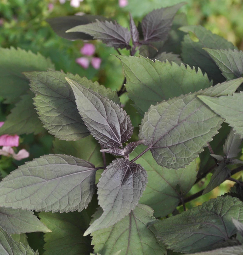 Wasserdost Chocolate - Eupatorium Rugosum 3 Wasserdost Chocolate - Eupatorium Rugosum