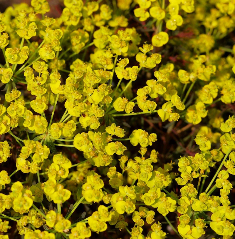 Palisaden Wolfsmilch Red Wing - Euphorbia Characias 3 Palisaden Wolfsmilch Red Wing - Euphorbia Characias