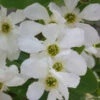 Radspiere 60-80cm - Exochorda Racemosa 2 Radspiere 60-80cm - Exochorda Racemosa -NR-01 Verkäufe Exochorda racemosa