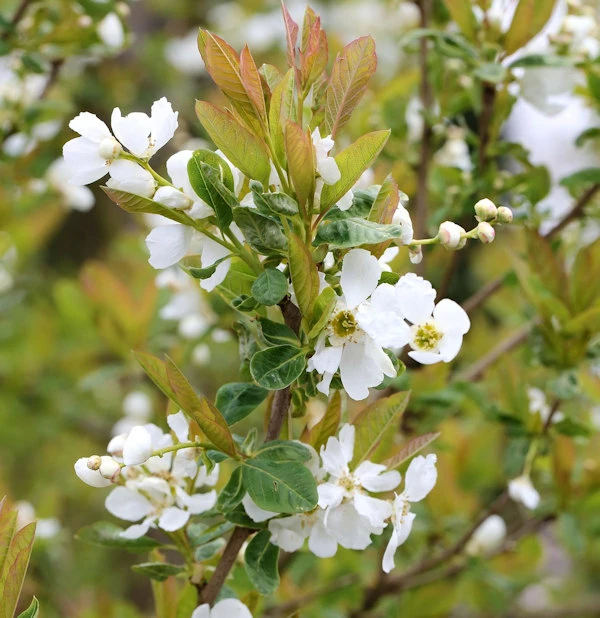 Prachtspiere Snow White 30-40cm - Exochorda Serratifolia 3 Prachtspiere Snow White 30-40cm - Exochorda Serratifolia