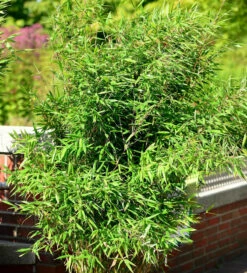 Gartenbambus Jiuzhaigou Honey Guide® 60-80cm - Fargesia