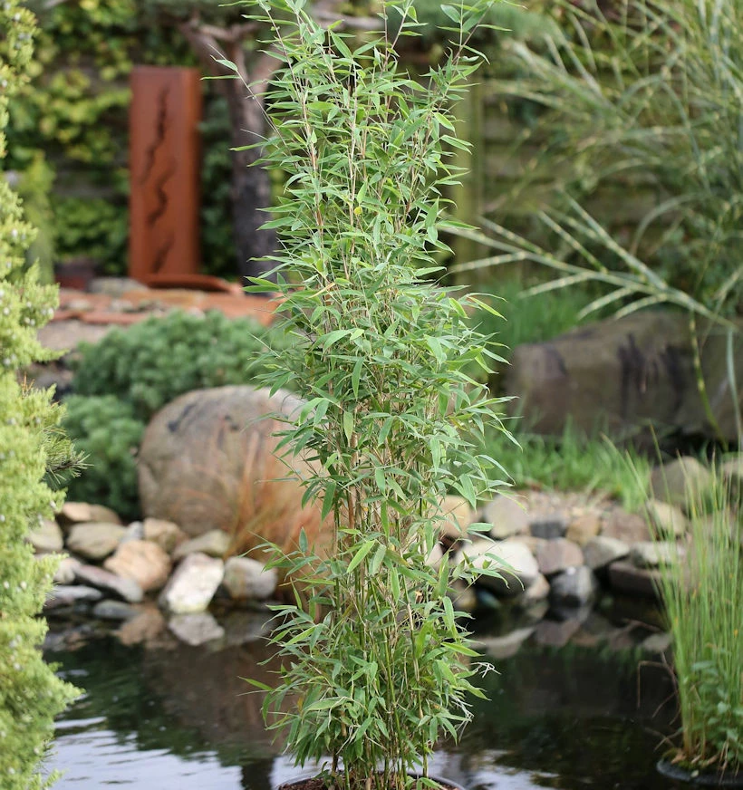 Säulen Bambus Maasai® 100-125cm - Fargesia Murielae 3 Säulen Bambus Maasai® 100-125cm - Fargesia Murielae