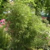 Gartenbambus Simba 60-80cm - Fargesia Murielae 1 Gartenbambus Simba 60-80cm - Fargesia Murielae -NR-01 Verkäufe Fargesia Simba