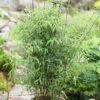 Schirmbambus 60-80cm - Fargesia Murielae 1 Schirmbambus 60-80cm - Fargesia Murielae -NR-01 Verkäufe Fargesia murielae