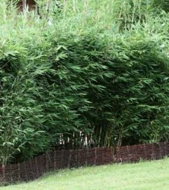 Blauer Drachenschuppenbambus Blue Lizard® 80-100cm - Fargesia Murielae