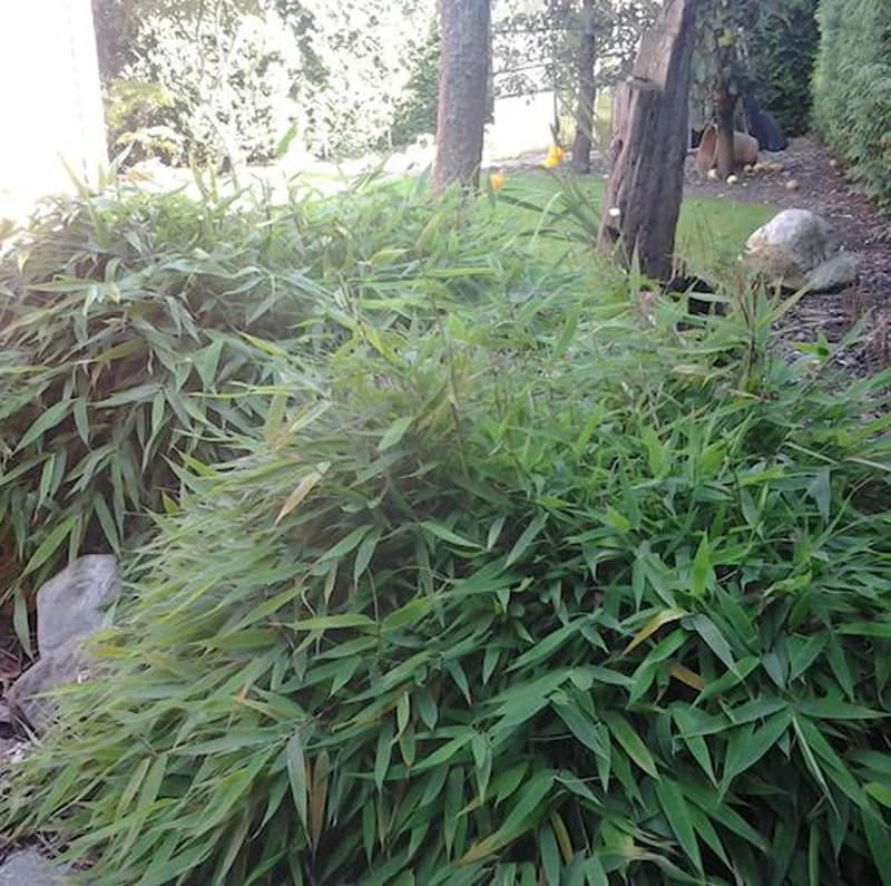 Mini Bambus Elias 20-30cm - Fargesia Murielae 3 Mini Bambus Elias 20-30cm - Fargesia Murielae