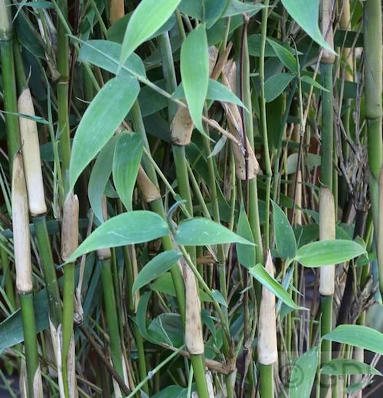 Elfenbeinbambus Ivory Ibis® 125-150cm - Fargesia Murielae 3 Elfenbeinbambus Ivory Ibis® 125-150cm - Fargesia Murielae