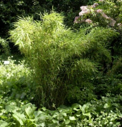 Gartenbambus Jumbo 100-125cm - Fargesia Murielae