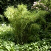 Gartenbambus Jumbo 125-150cm - Fargesia Murielae 1 Gartenbambus Jumbo 125-150cm - Fargesia Murielae -NR-01 Verkäufe Fargesia murielae Jumbo 1
