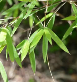 Gartenbambus Lolliloops 40-60cm - Fargesia Murielae