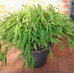 Mini Bambus Luca 30-40cm - Fargesia Murielae