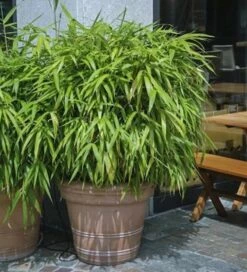 Schirmbambus Pingwu 60-80cm - Fargesia Murielae