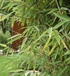 Roter Zebrabambus Red Zebra® 100-125cm - Fargesia Murielae