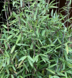 Schwarzer Gartenbambus Black Pearl 60-80cm - Fargesia Nitida