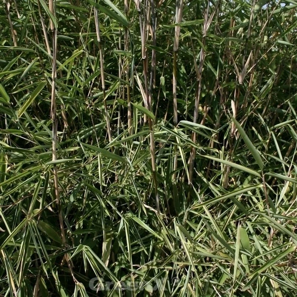 Gartenbambus Great Wall 80-100cm - Fargesia Nitida 3 Gartenbambus Great Wall 80-100cm - Fargesia Nitida