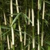 Hoher Heckenbambus Campbell 100-125cm - Fargesia Robusta 1 Hoher Heckenbambus Campbell 100-125cm - Fargesia Robusta -NR-01 Verkäufe Fargesia robusta Campbell BLWS099224 1