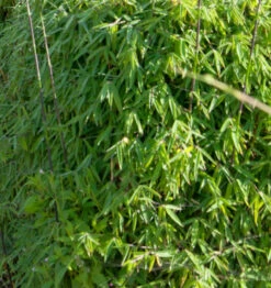 Gartenbambus Black Cherry 80-100cm - Fargesia Speciosa