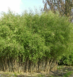 Schwarzer Gartenbambus 80-100cm - Fargesia Nitida