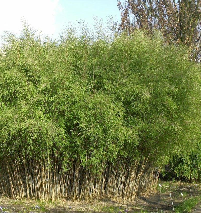 Schwarzer Gartenbambus 80-100cm - Fargesia Nitida 3 Schwarzer Gartenbambus 80-100cm - Fargesia Nitida