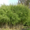 Schwarzer Gartenbambus 60-80cm - Fargesia Nitida 2 Schwarzer Gartenbambus 60-80cm - Fargesia Nitida -NR-01 Verkäufe Fargesianitida