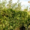 Heckenbambus 100-125cm - Fargesia Rufa 1 Heckenbambus 100-125cm - Fargesia Rufa -NR-01 Verkäufe Fargesiarufa