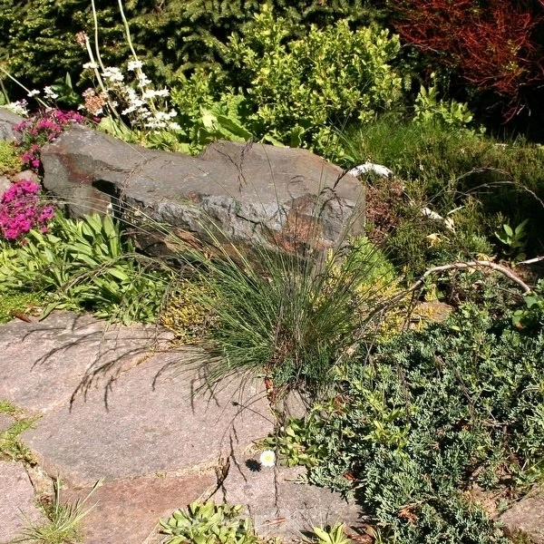 Regenbogenschwingel Red Point - Großer Topf - Festuca Amethystina 3 Regenbogenschwingel Red Point - Großer Topf - Festuca Amethystina
