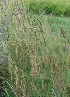 Riesenschwingel - Festuca Gigantea