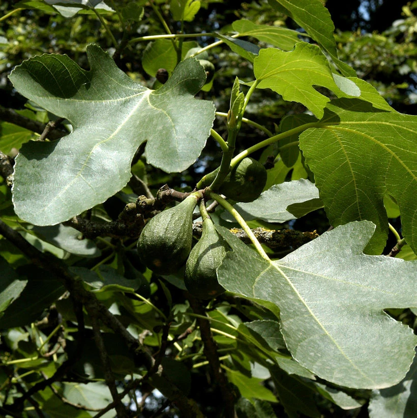 Feigenbaum Brown Turkey 60-80cm - Ficus Carica 3 Feigenbaum Brown Turkey 60-80cm - Ficus Carica