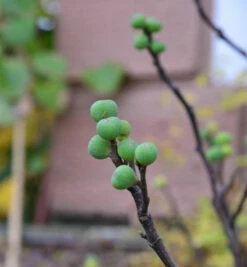 Feigenbaum Morena® 40-50cm - Ficus Carica