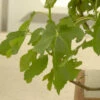 Feigenbaum Rouge De Bordeaux 60-80cm - Ficus Carica