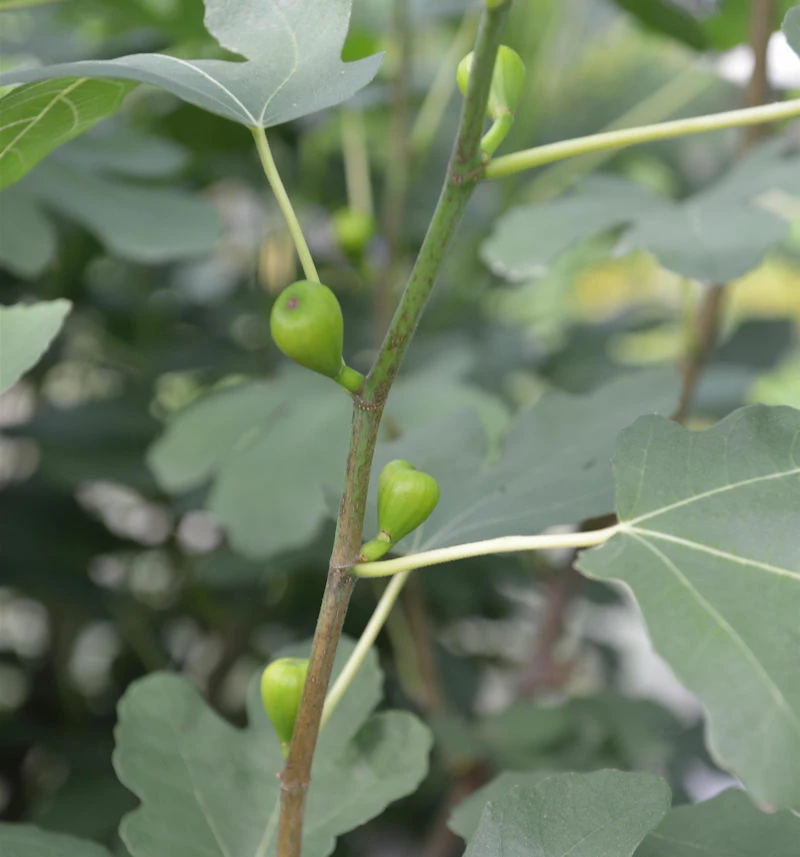 Hochstamm Echter Feigenbaum 60-80cm - Ficus Carica 3 Hochstamm Echter Feigenbaum 60-80cm - Ficus Carica