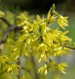 Forsythie Mikador 40-60cm - Forsythia