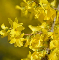 Forsythie Courtalyn 40-60cm - Forsythia Intermedia