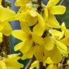 Forsythie Goldrausch 80-100cm - Forsythia Goldrausch -NR-01 Verkäufe Forsythia intermediaGoldrausch